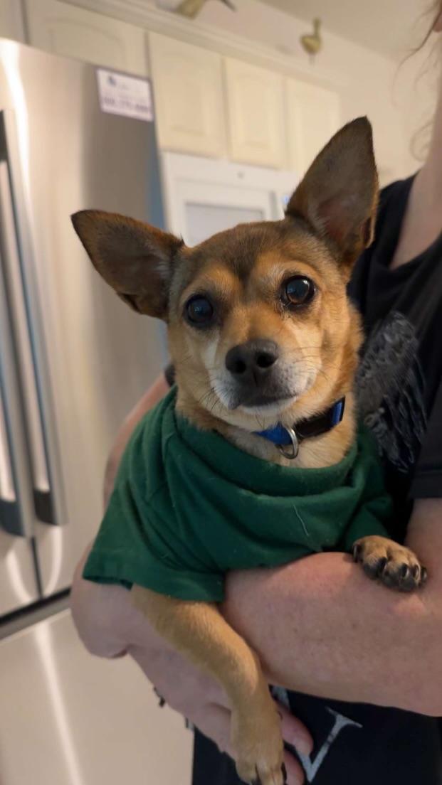 Jean Claude, a Adoptable Chihuahua in Wilmington, NC image 3/6