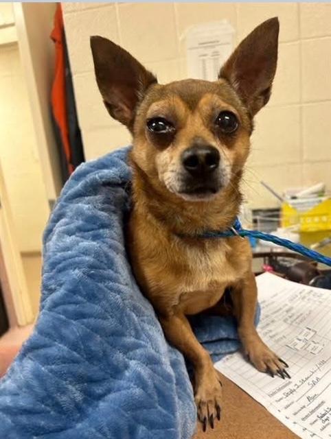 Jean Claude, a Adoptable Chihuahua in Wilmington, NC image 4/6