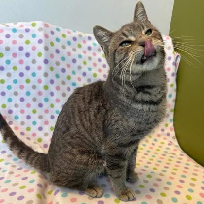 Enlarge Guppy, a Adoptable mixed breed in Janesville, WI image 1/3