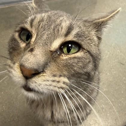 Enlarge Guppy, a Adoptable mixed breed in Janesville, WI image 2/3