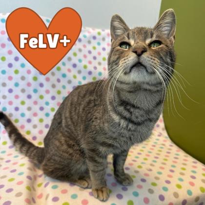 Enlarge Guppy, a Adoptable mixed breed in Janesville, WI image 3/3