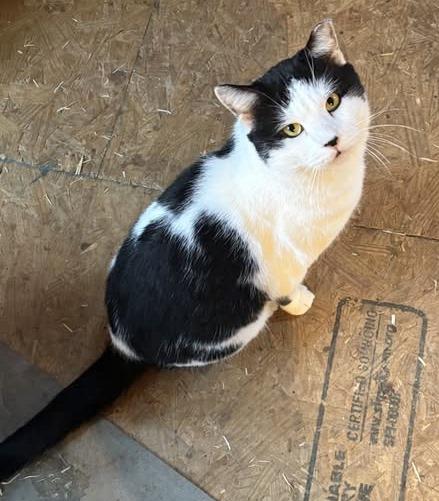 Mister Moo  , ADOPTABLE, Adult Male Domestic Short Hair.