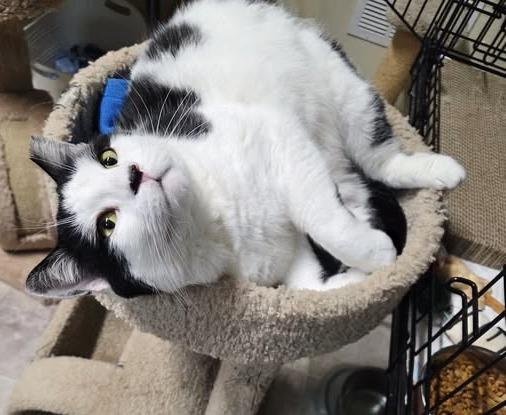 Mister Moo  , ADOPTABLE, Adult Male Domestic Short Hair.