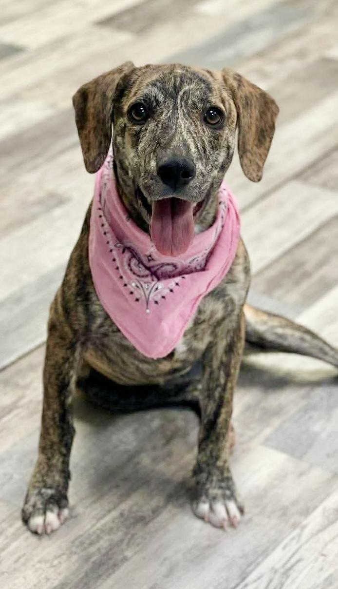 Gloria, ADOPTABLE, Young Female Plott Hound & Catahoula Leopard Dog.
