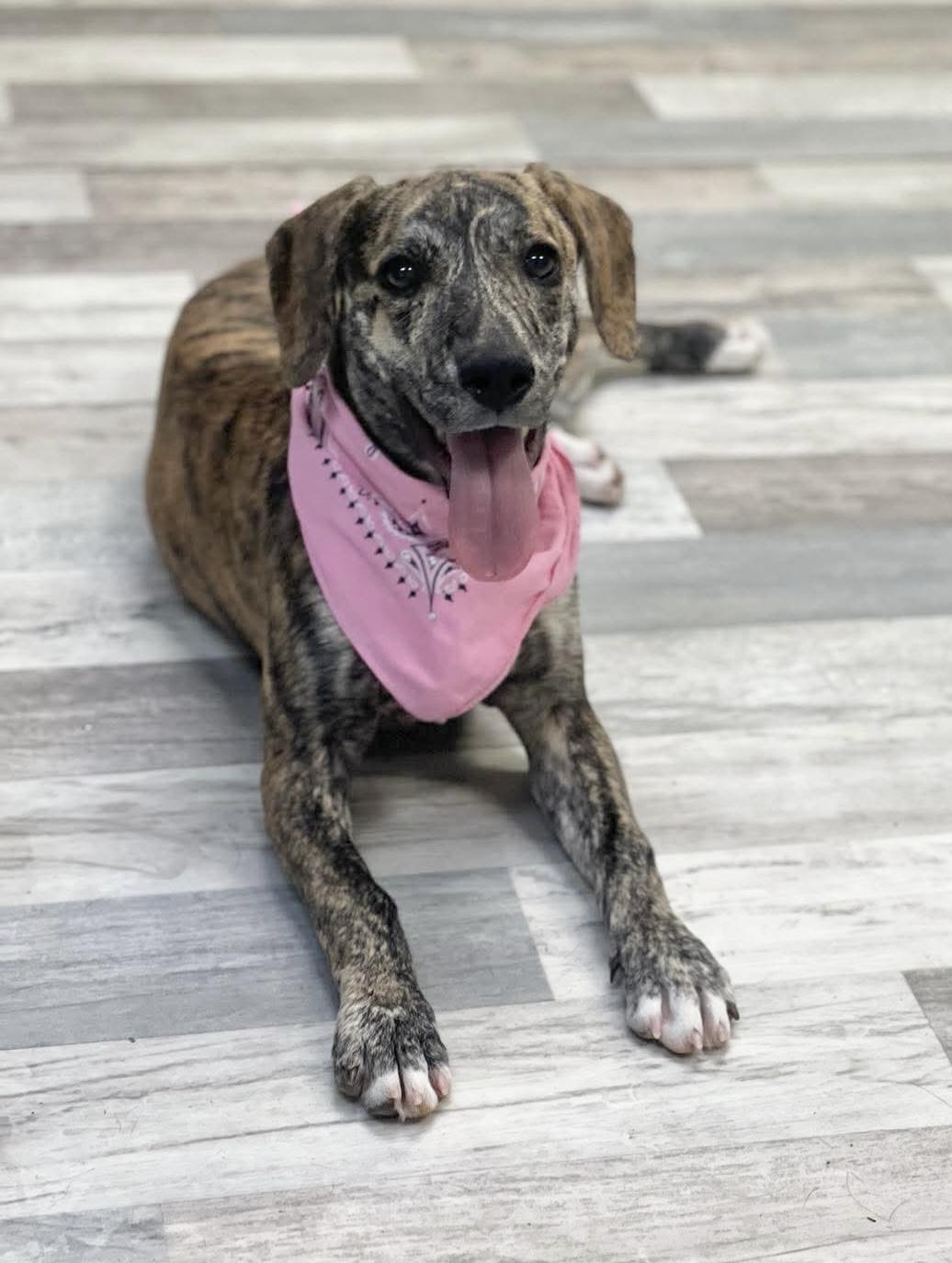 Gloria, a ADOPTABLE mixed breed in Lufkin, TX image 2/4