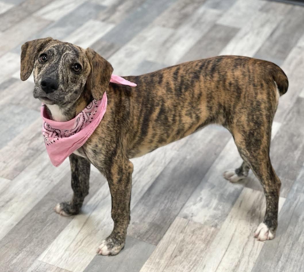 Gloria, a ADOPTABLE mixed breed in Lufkin, TX image 3/4