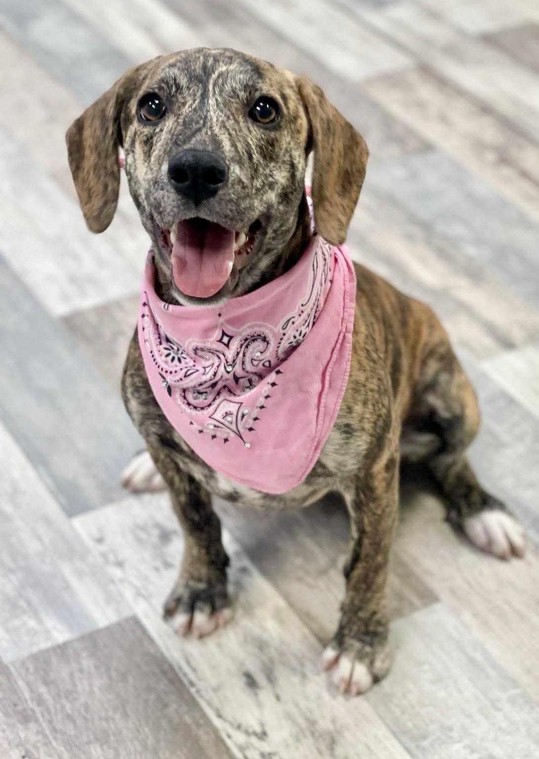 Gloria, a ADOPTABLE mixed breed in Lufkin, TX image 4/4