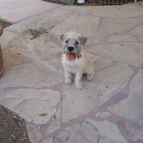 Hagrid, Adoptable, Young Male Schnauzer & Pug.