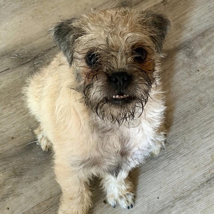 Enlarge Hagrid, a Adoptable mixed breed in North Las Vegas, NV image 2/3