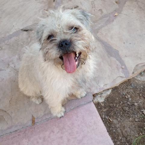 Enlarge Hagrid, a Adoptable mixed breed in North Las Vegas, NV image 3/3