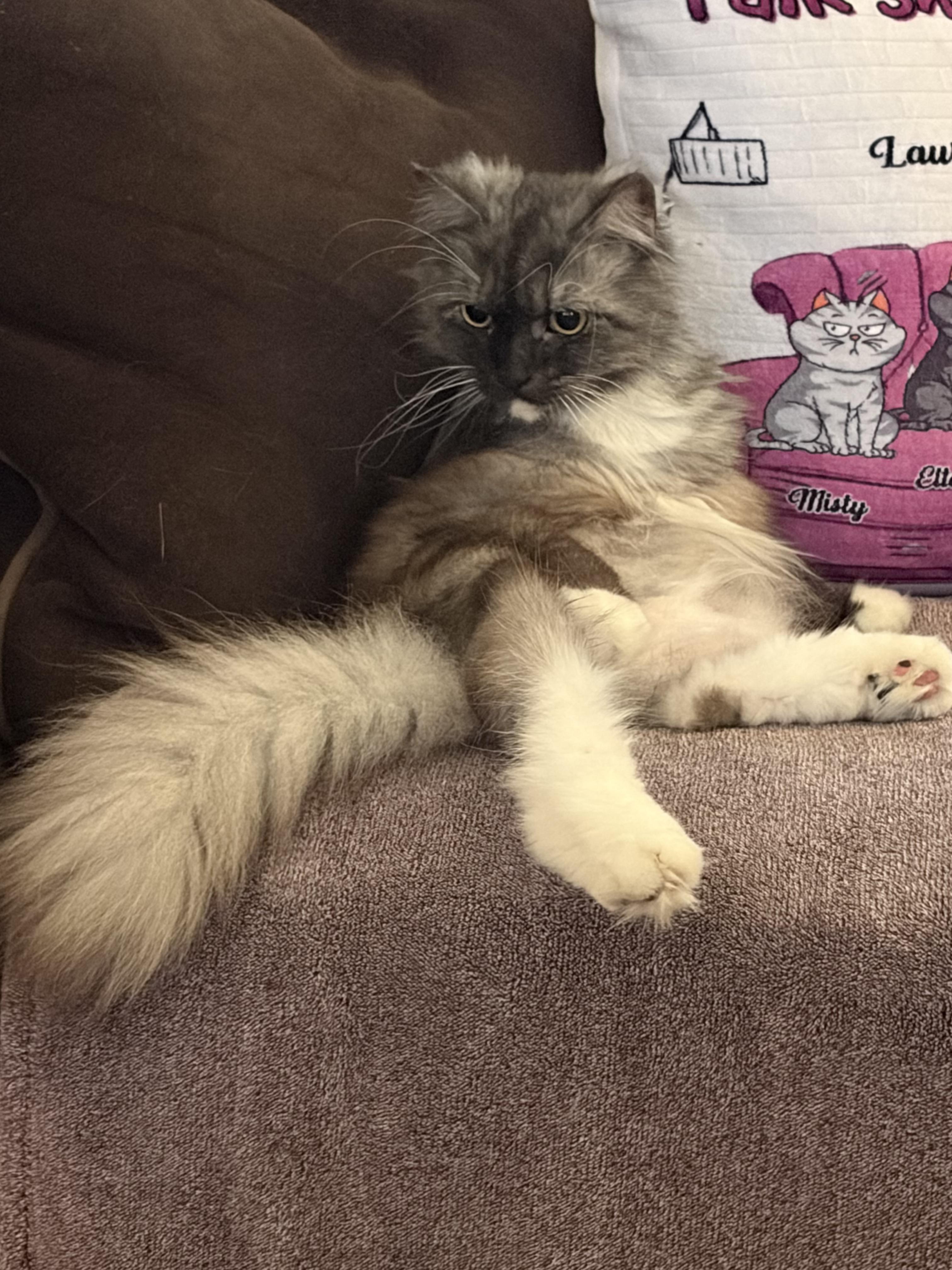 Enlarge Penny, a ADOPTABLE mixed breed in Everett, WA image 5/6