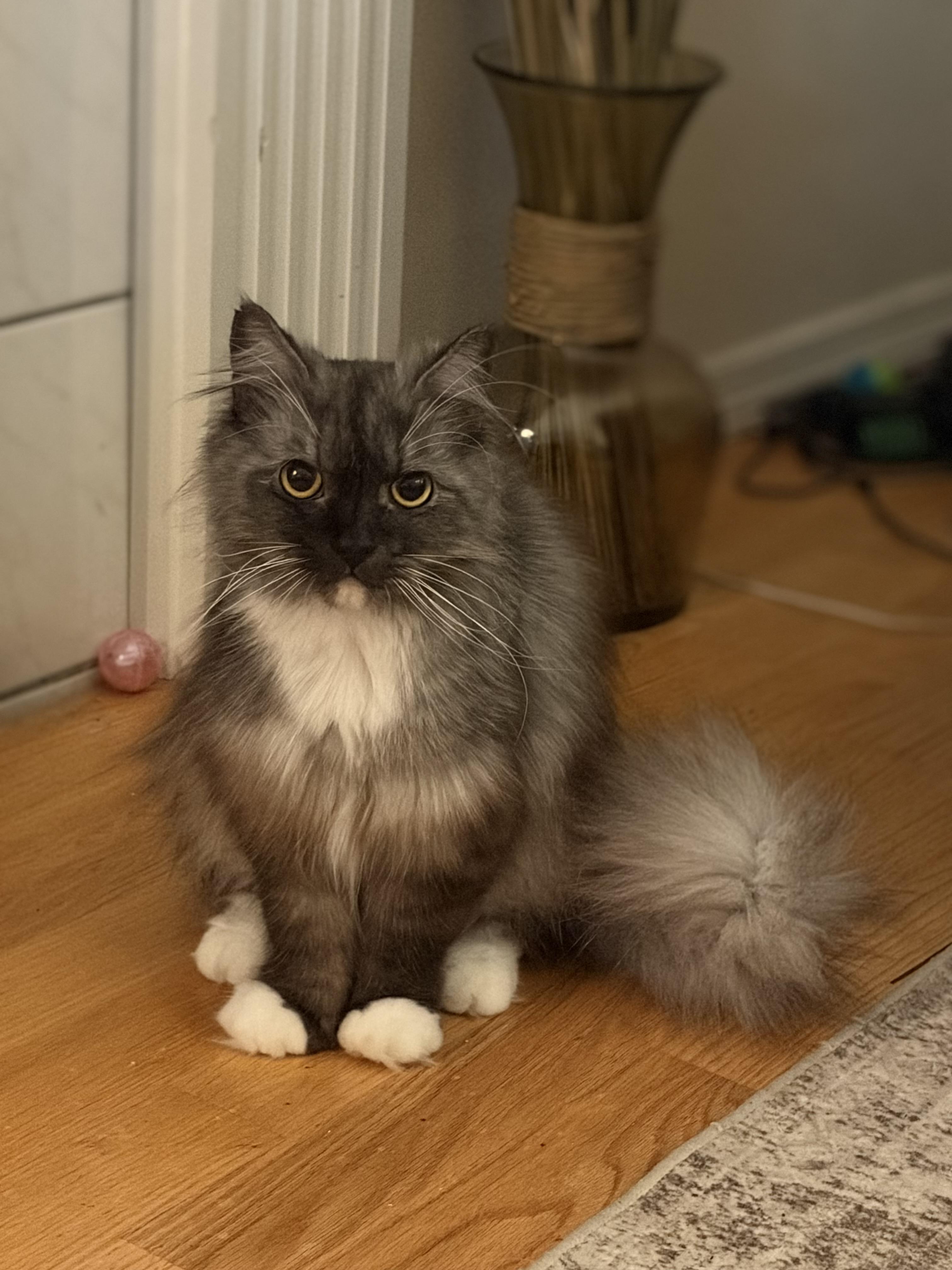 Penny, ADOPTABLE, Adult Female Domestic Medium Hair.