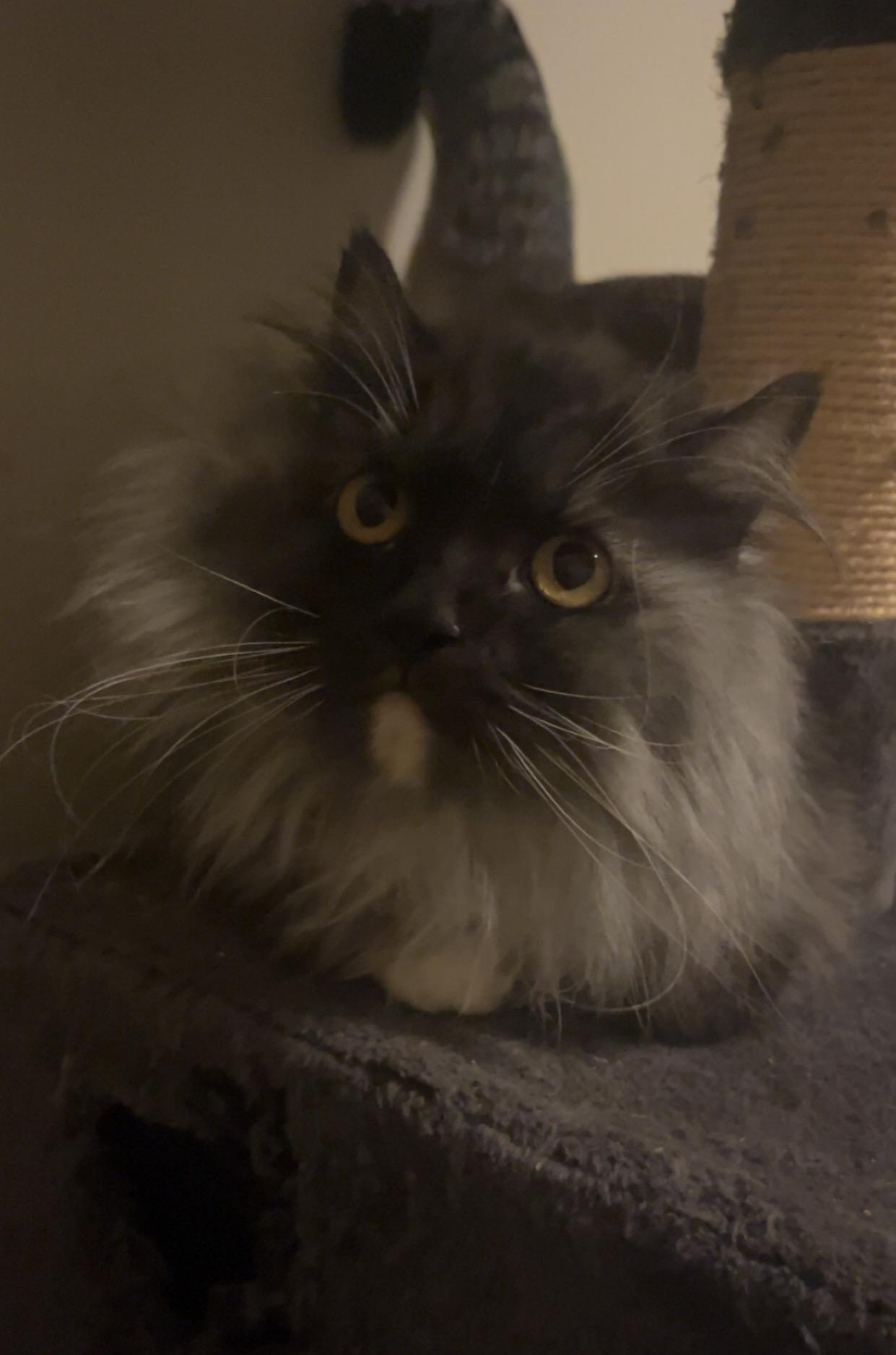 Enlarge Penny, a ADOPTABLE mixed breed in Everett, WA image 2/3