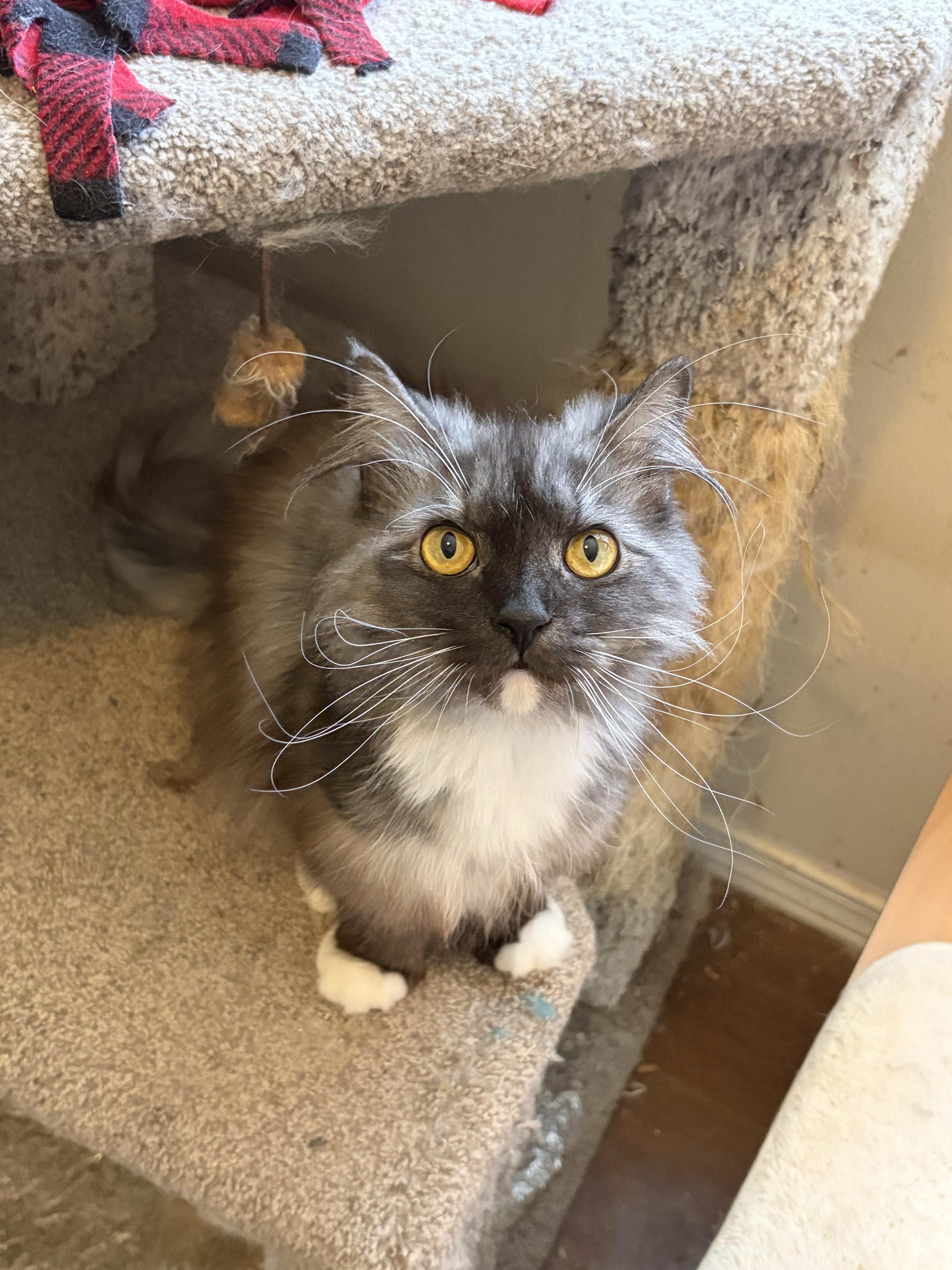 Enlarge Penny, a ADOPTABLE mixed breed in Everett, WA image 6/6