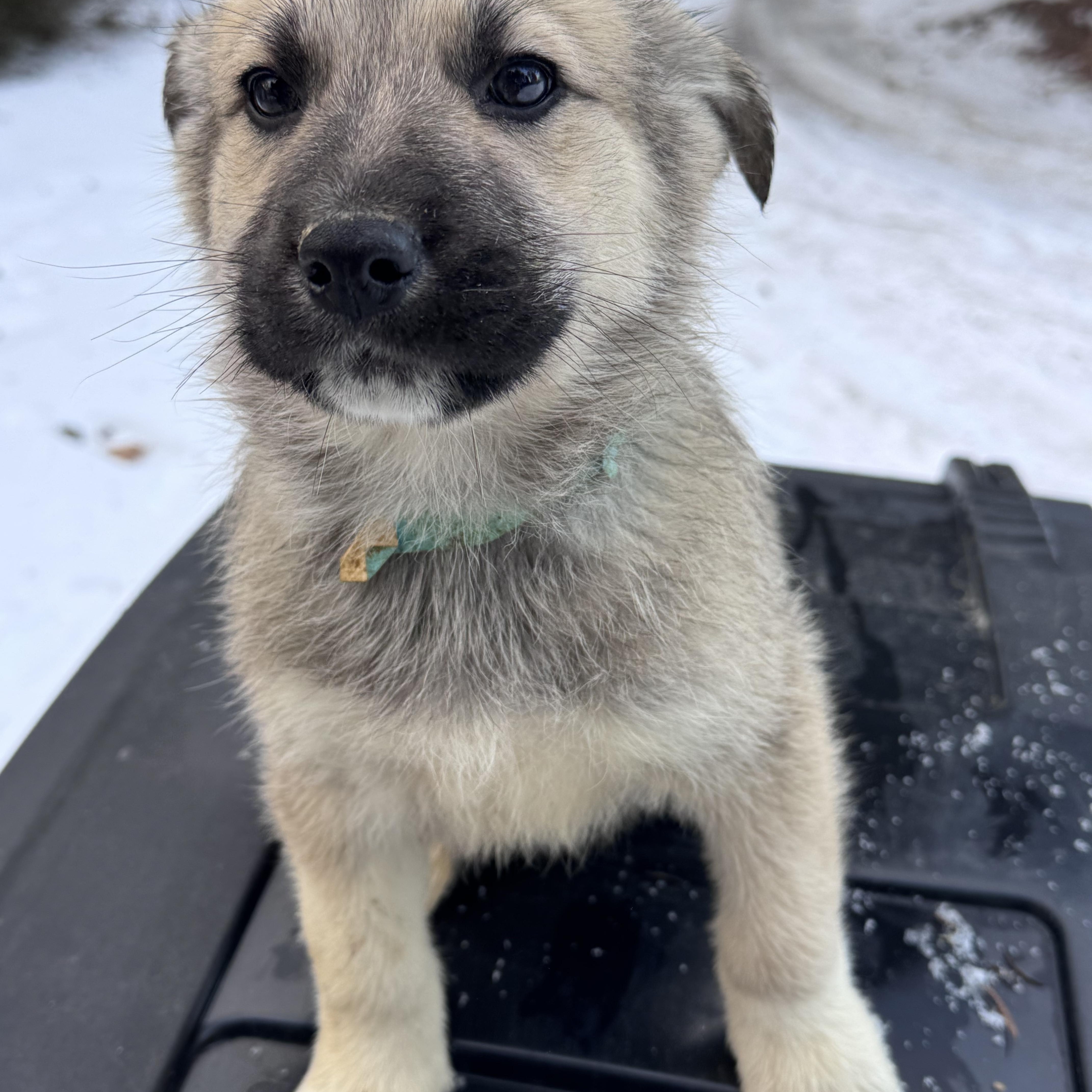 Scrabble , ADOPTABLE, Puppy Male Anatolian Shepherd.
