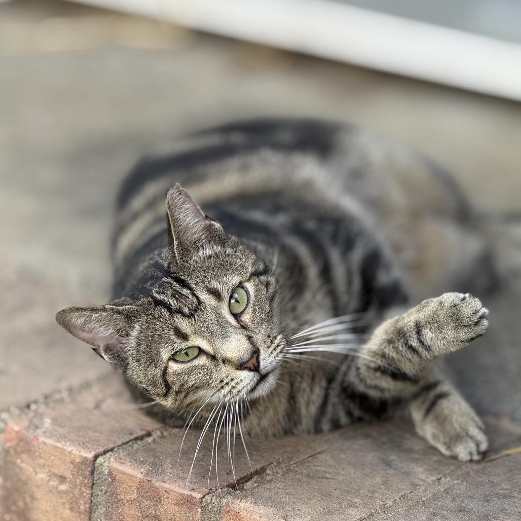 Enlarge Marble - Feral, a Adoptable Domestic Short Hair in ATOKA, TN image 1/1