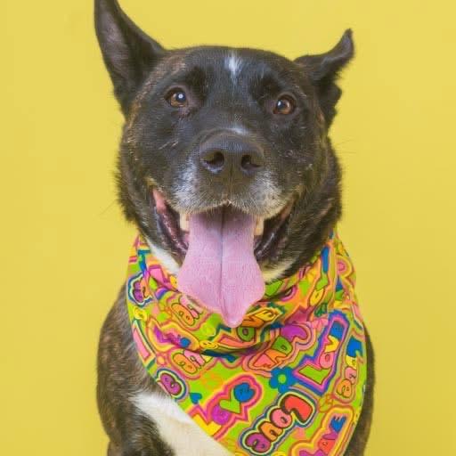 Enlarge Luke, a Adoptable mixed breed in Melbourne, KY image 1/6