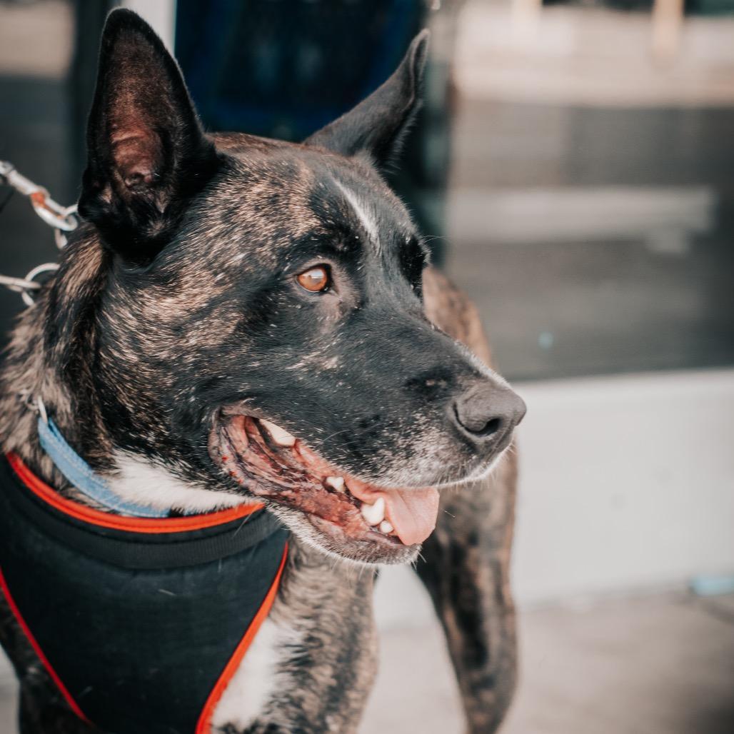 Enlarge Luke, a Adoptable mixed breed in Melbourne, KY image 2/6