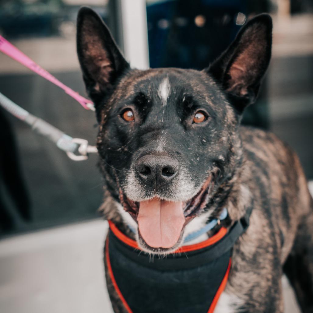 Enlarge Luke, a Adoptable mixed breed in Melbourne, KY image 3/6