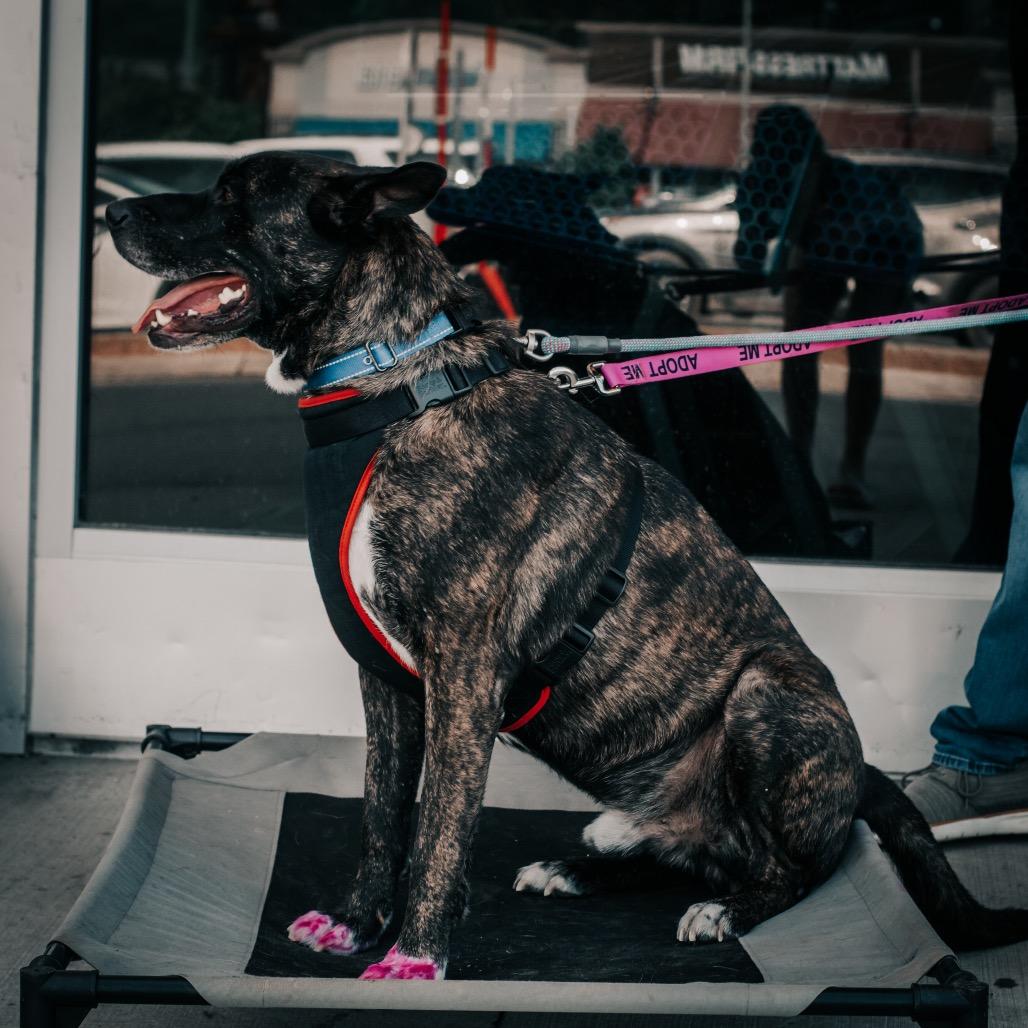 Enlarge Luke, a Adoptable mixed breed in Melbourne, KY image 4/6