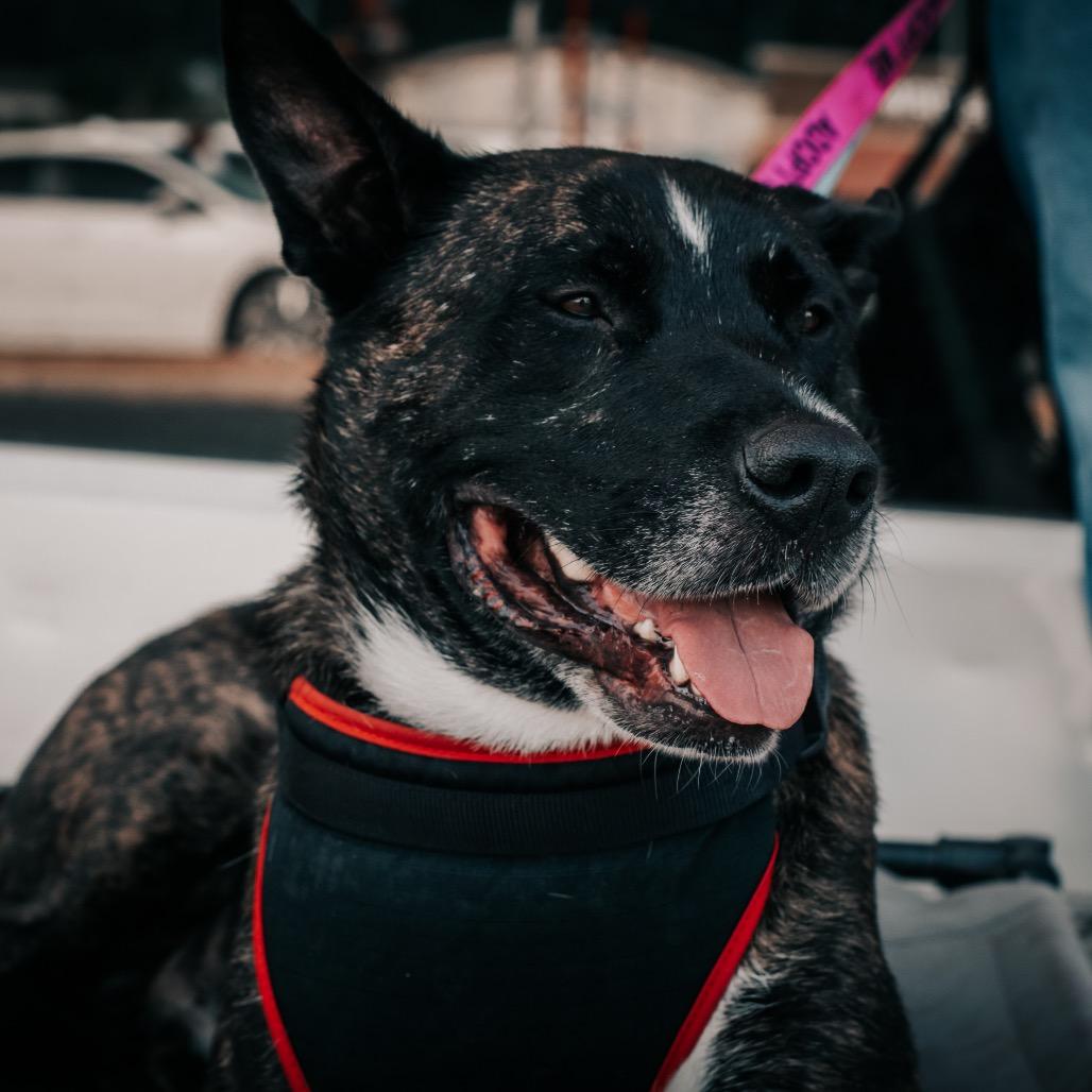 Enlarge Luke, a Adoptable mixed breed in Melbourne, KY image 5/6