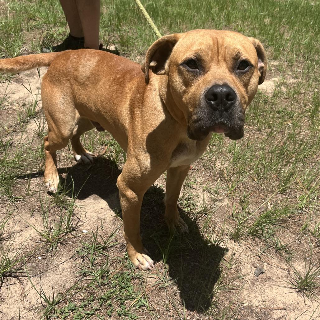 Bruno, Adoptable, Adult Male Mastiff & Mixed Breed.
