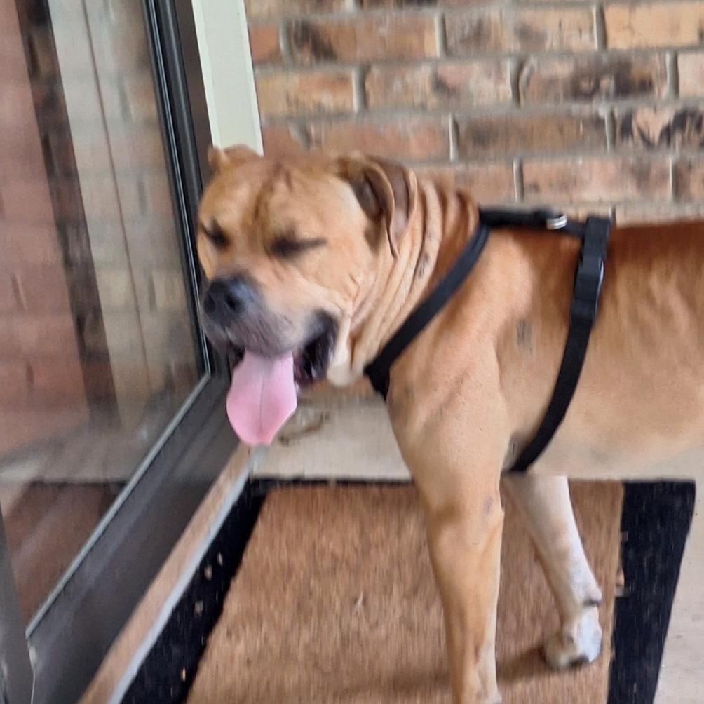 Enlarge Bruno, a Adoptable mixed breed in Palestine, TX image 2/3