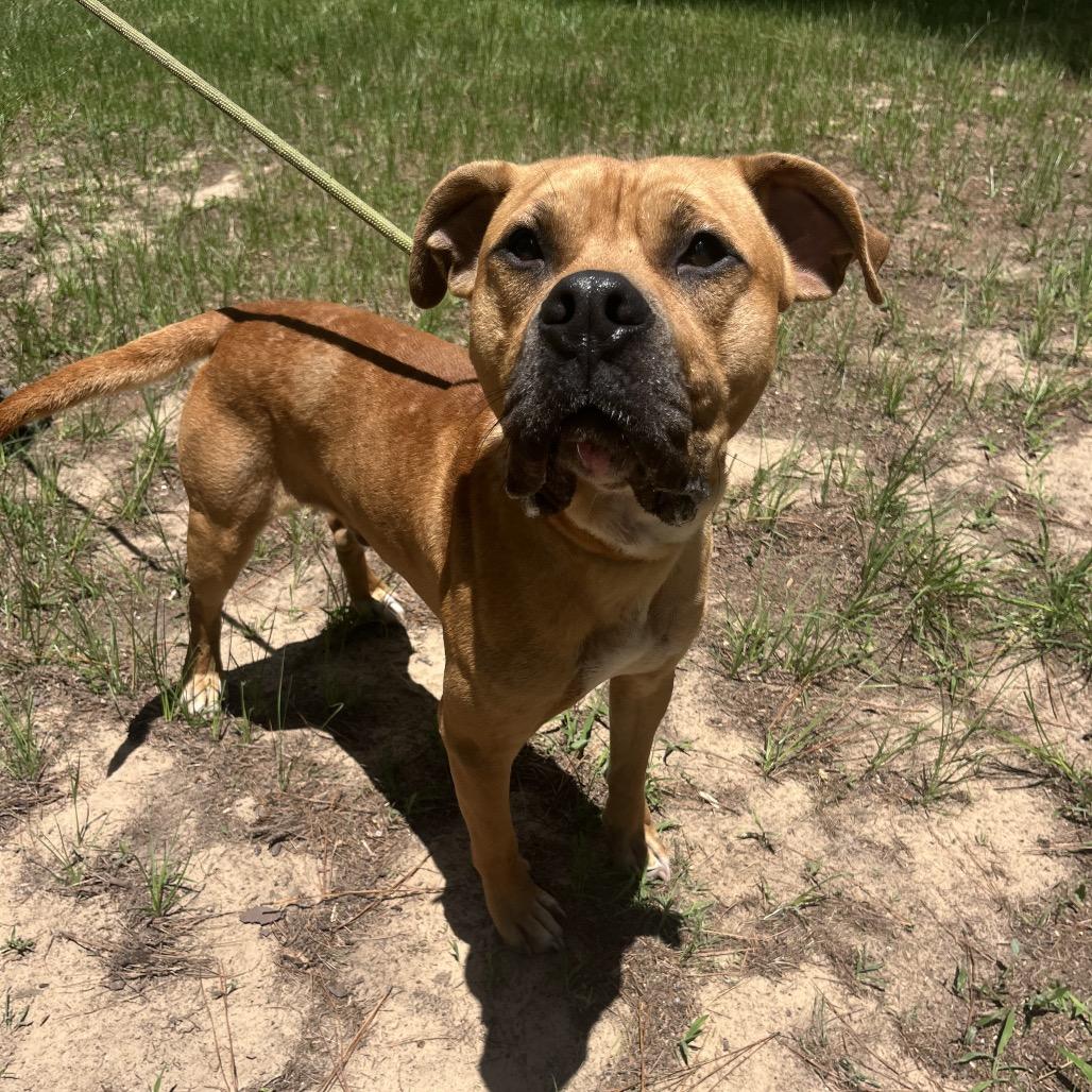 Enlarge Bruno, a Adoptable mixed breed in Palestine, TX image 3/3