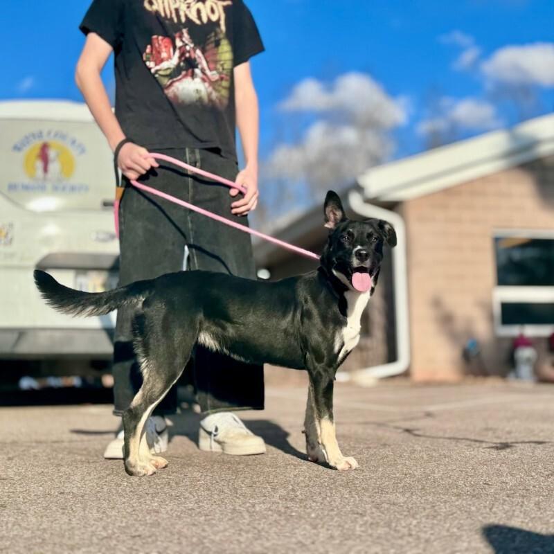 Renee, Adoptable, Adult Female German Shepherd Dog & Pit Bull Terrier.