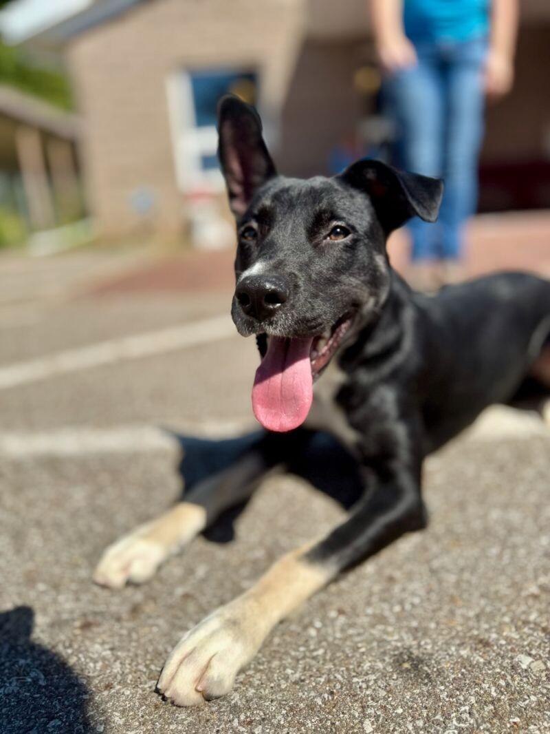 Enlarge Renee, a Adoptable mixed breed in Wooster, OH image 1/3