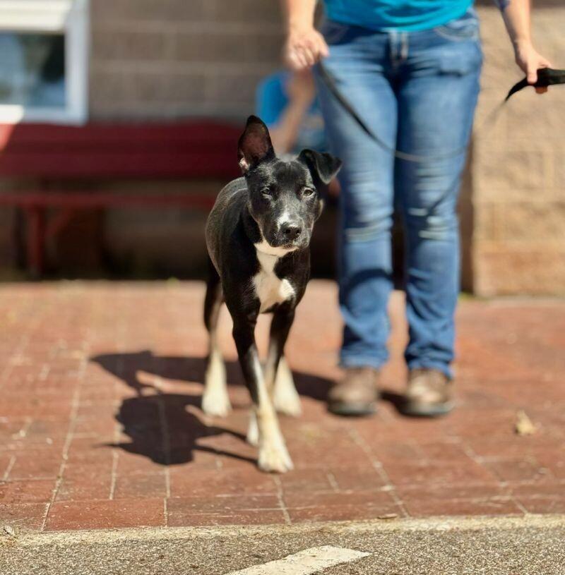 Enlarge Renee, a Adoptable mixed breed in Wooster, OH image 2/3