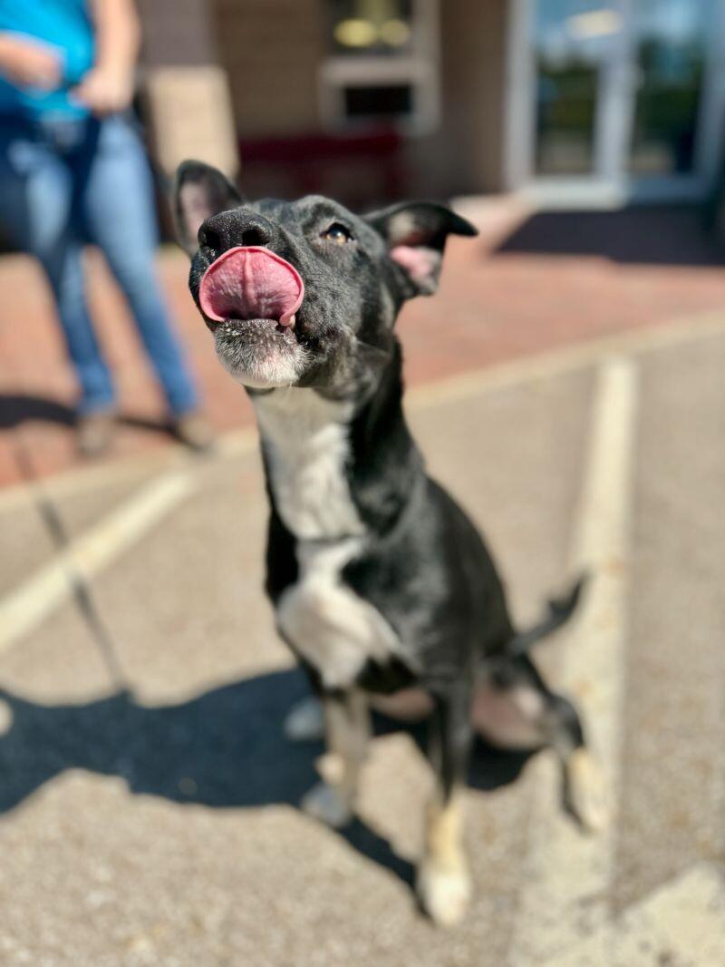 Enlarge Renee, a Adoptable mixed breed in Wooster, OH image 3/3