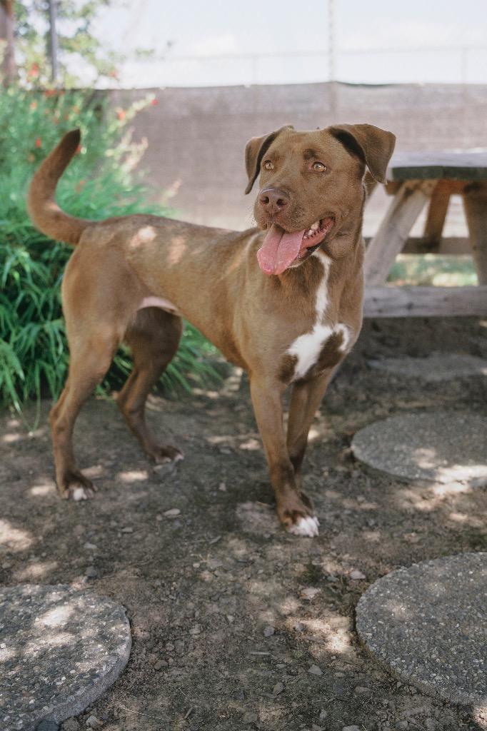 Jenni - In memory of Lily Rose Nunziati, Adoptable, Young Female Chocolate Labrador Retriever & Mixed Breed.