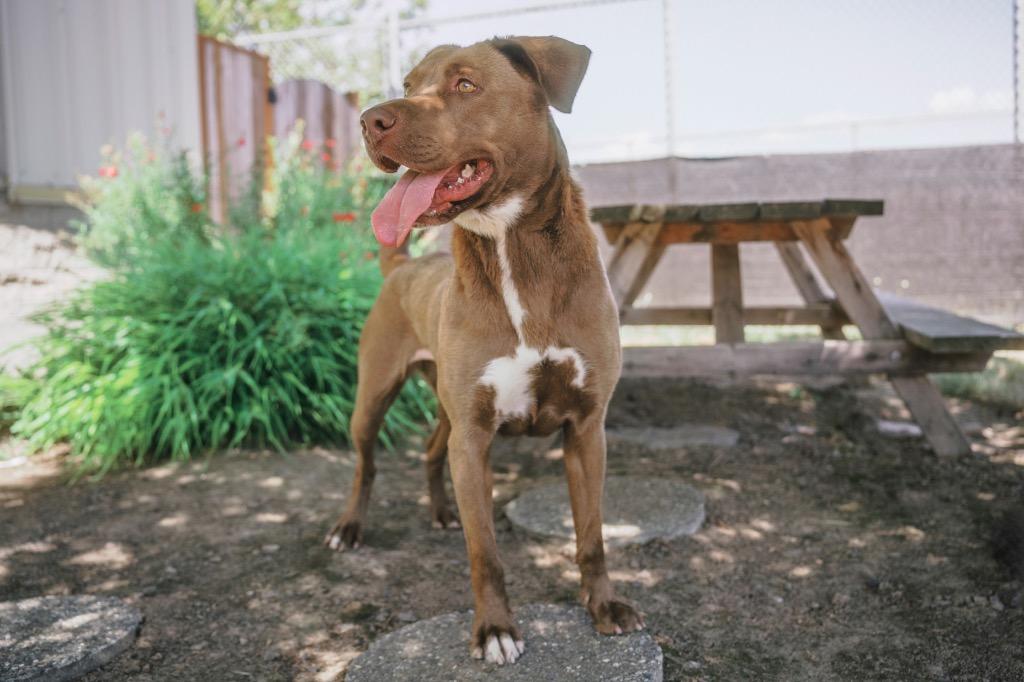 Enlarge Jenni - In memory of Lily Rose Nunziati, a Adoptable mixed breed in Newberg, OR image 2/2