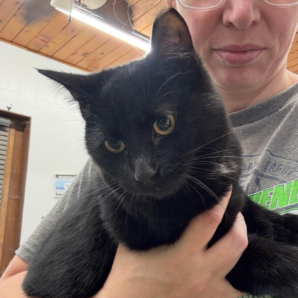 BELEMY- 25-58, Adoptable, Kitten Male Domestic Short Hair.