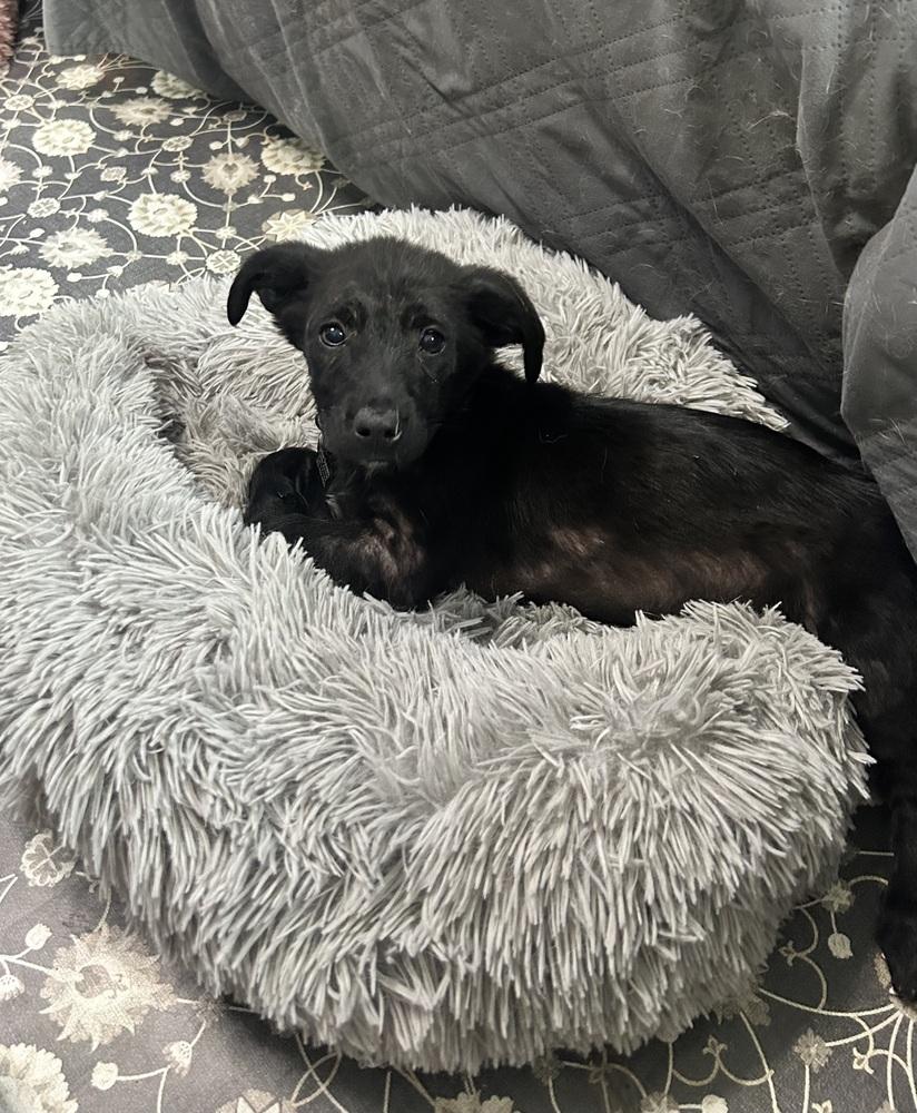 Enlarge Georgie, a Adoptable mixed breed in Union Grove, WI image 1/3