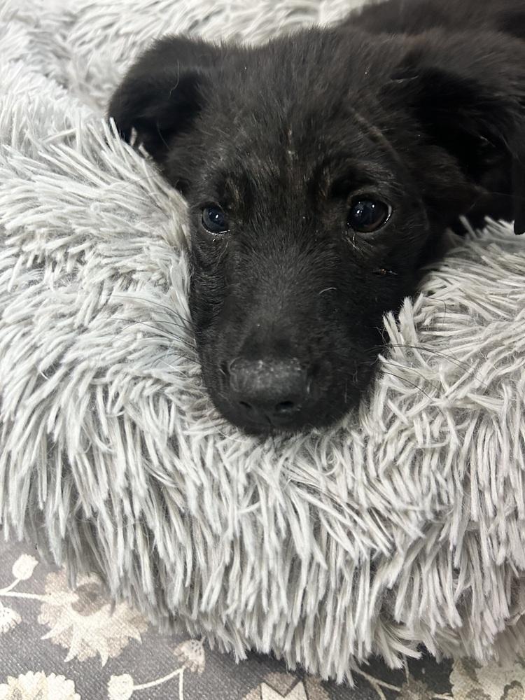 Enlarge Georgie, a Adoptable mixed breed in Union Grove, WI image 2/3