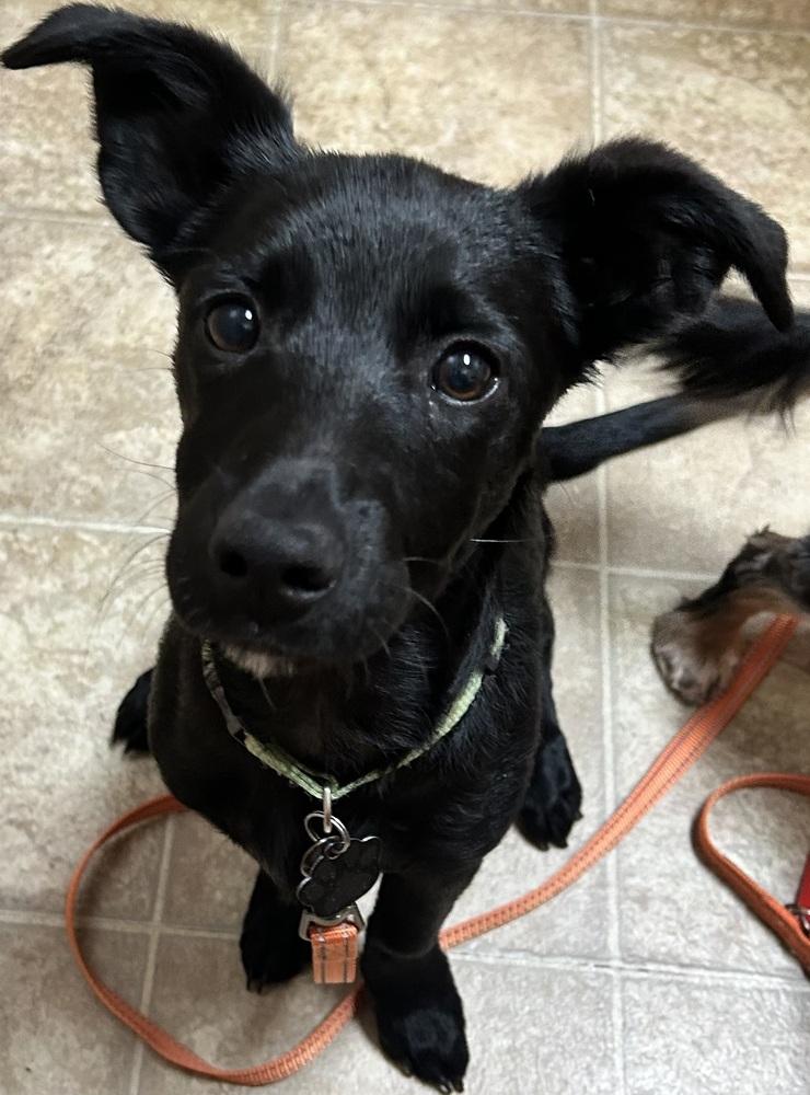 Enlarge Georgie, a Adoptable mixed breed in Union Grove, WI image 3/5