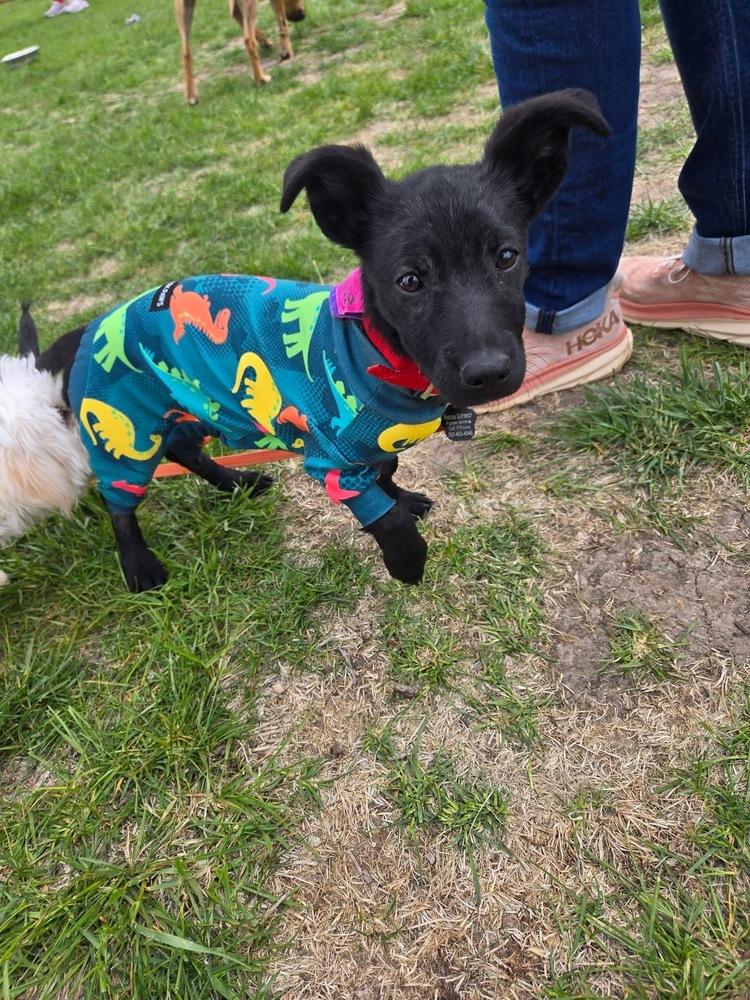 Georgie, a Adoptable mixed breed in Union Grove, WI image 3/4