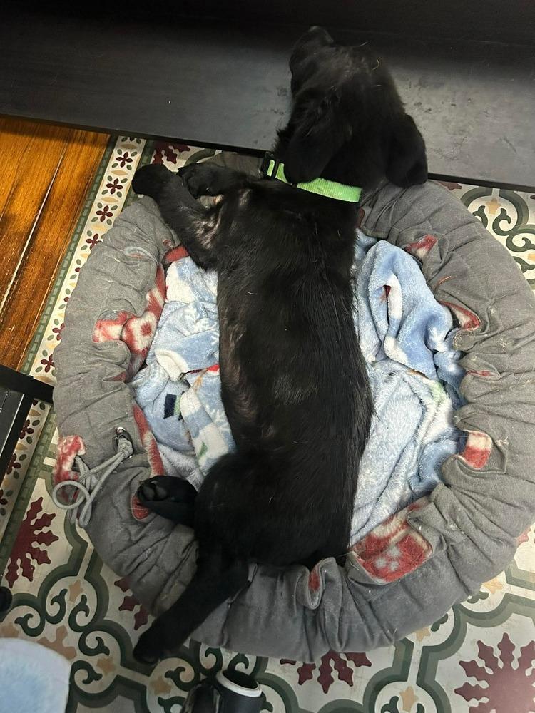 Enlarge Georgie, a Adoptable mixed breed in Union Grove, WI image 3/3