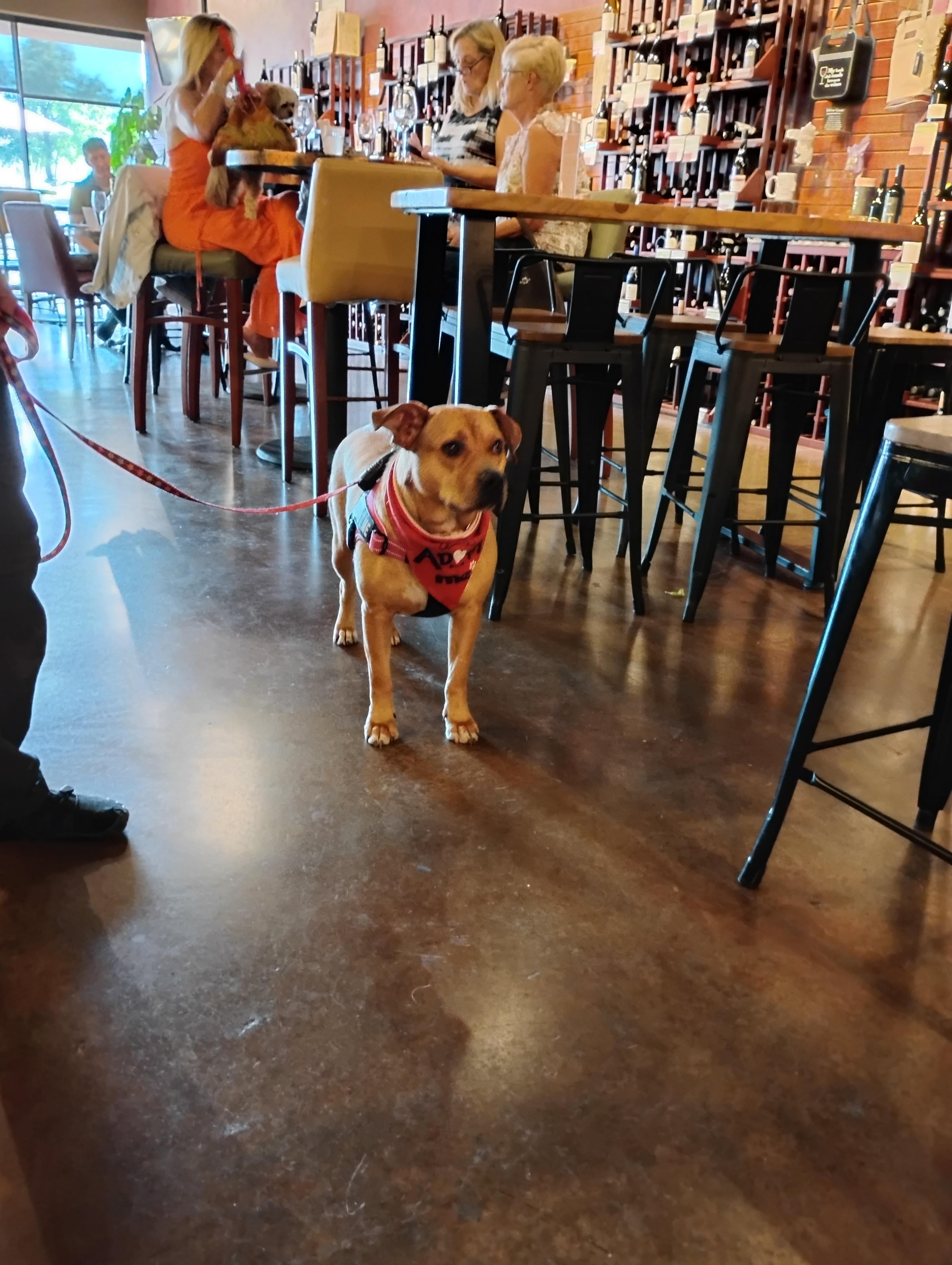 LayLa, an adoptable Black Mouth Cur, Hound in Omaha, NE, 68127 | Photo Image 4