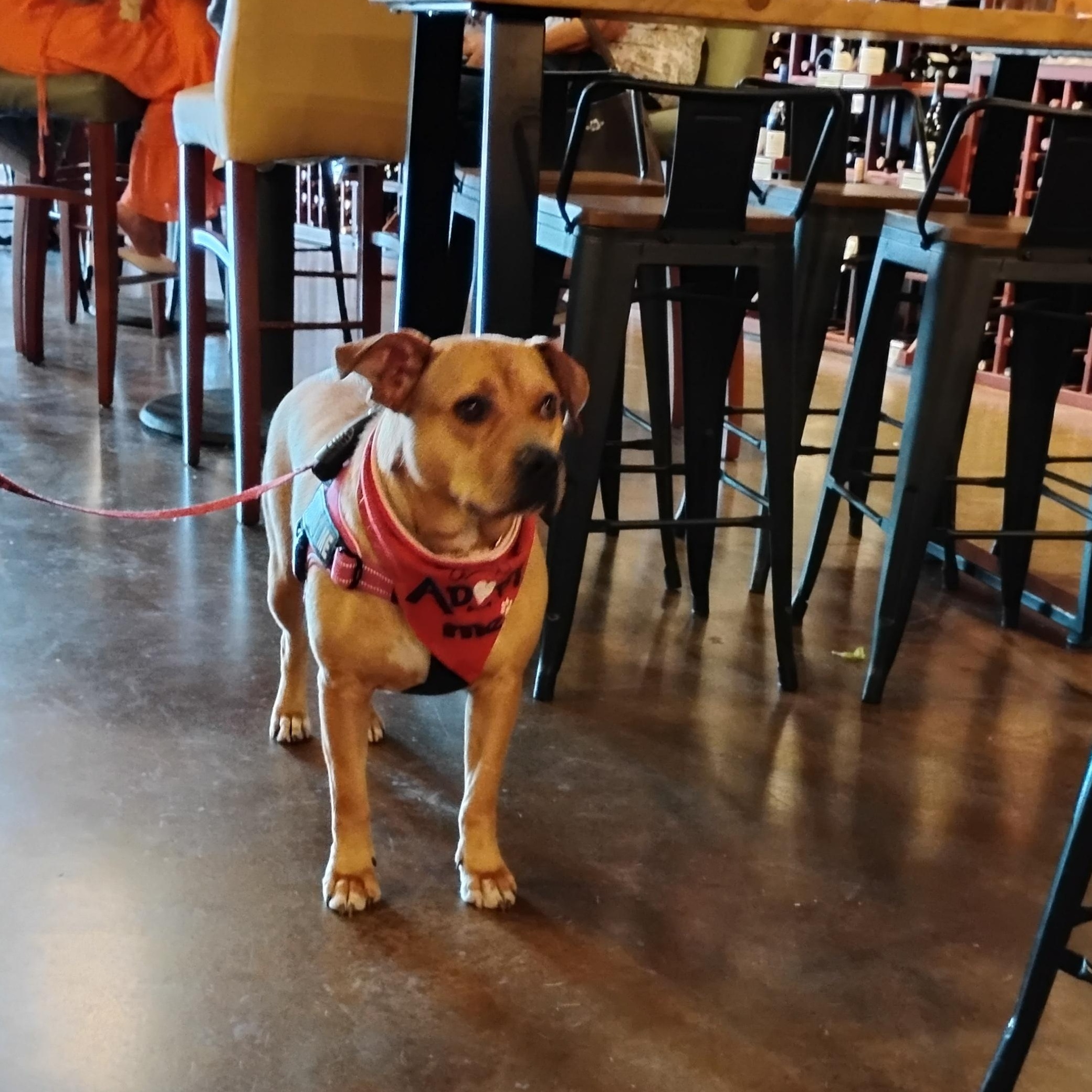 LayLa, a Adoptable mixed breed in Omaha, NE image 2/5