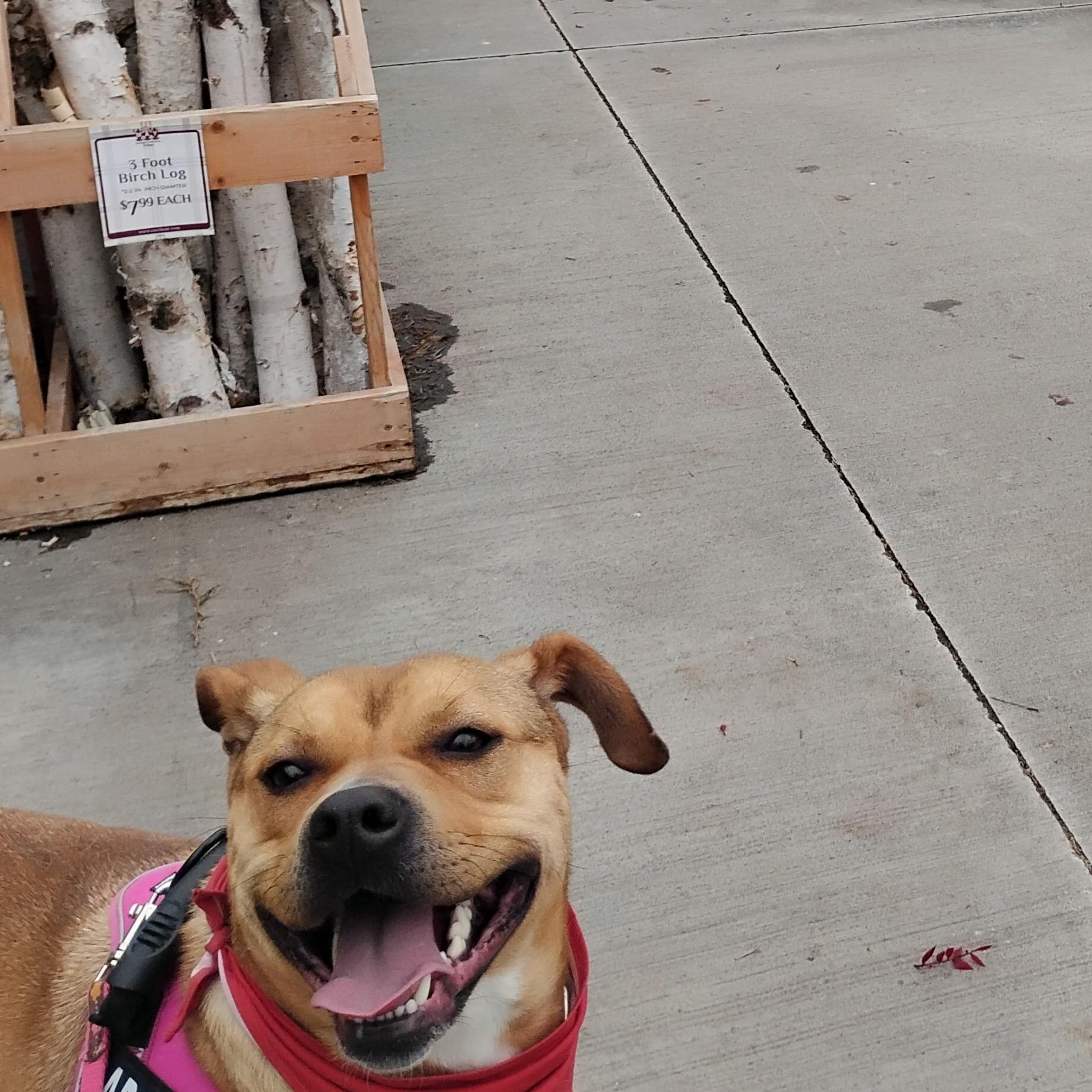 Enlarge LayLa, a Adoptable mixed breed in Omaha, NE image 1/5