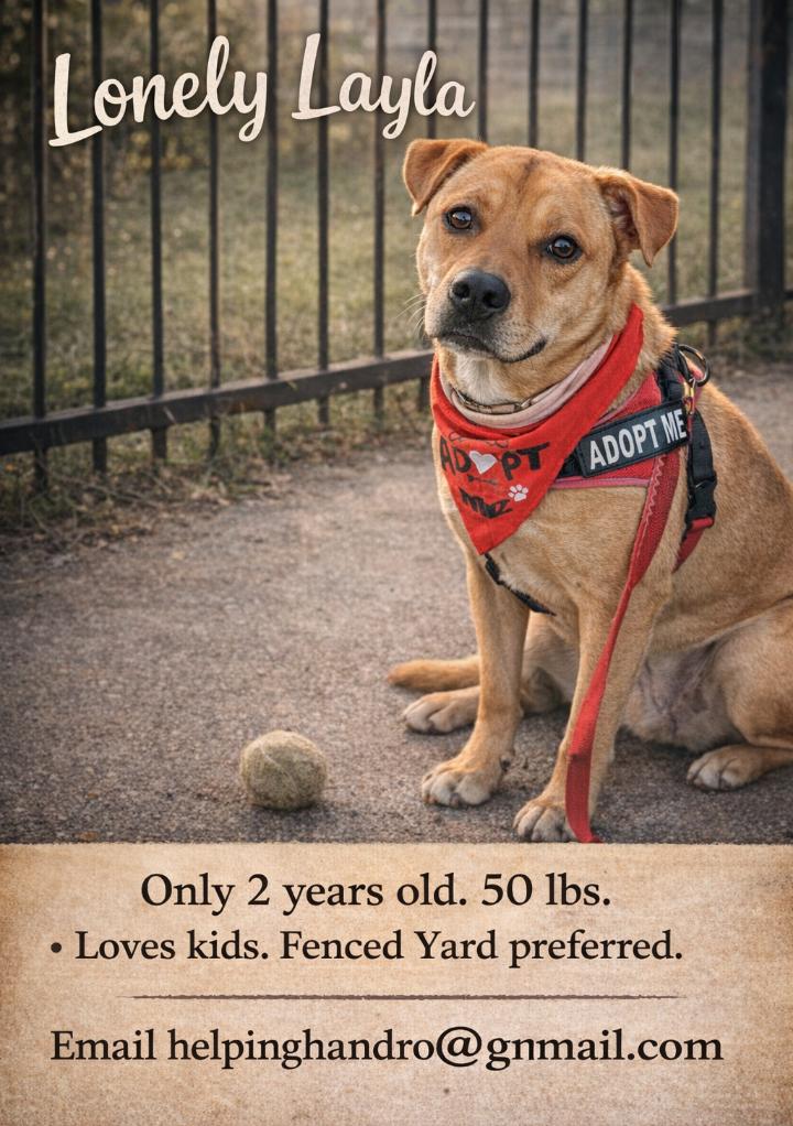 Enlarge LayLa, a Adoptable mixed breed in Omaha, NE image 1/3