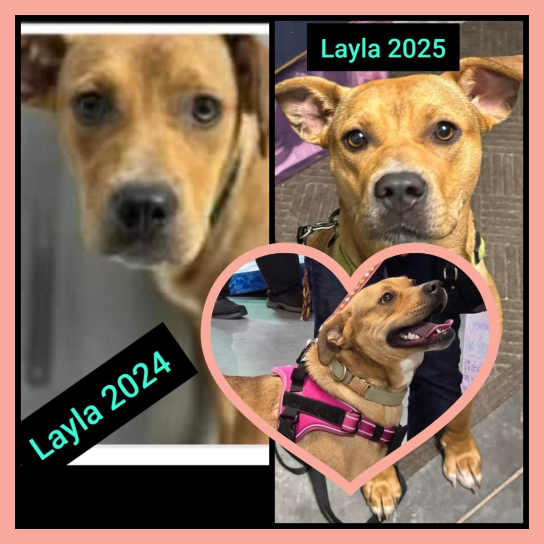 LayLa, a Adoptable mixed breed in Omaha, NE image 3/5