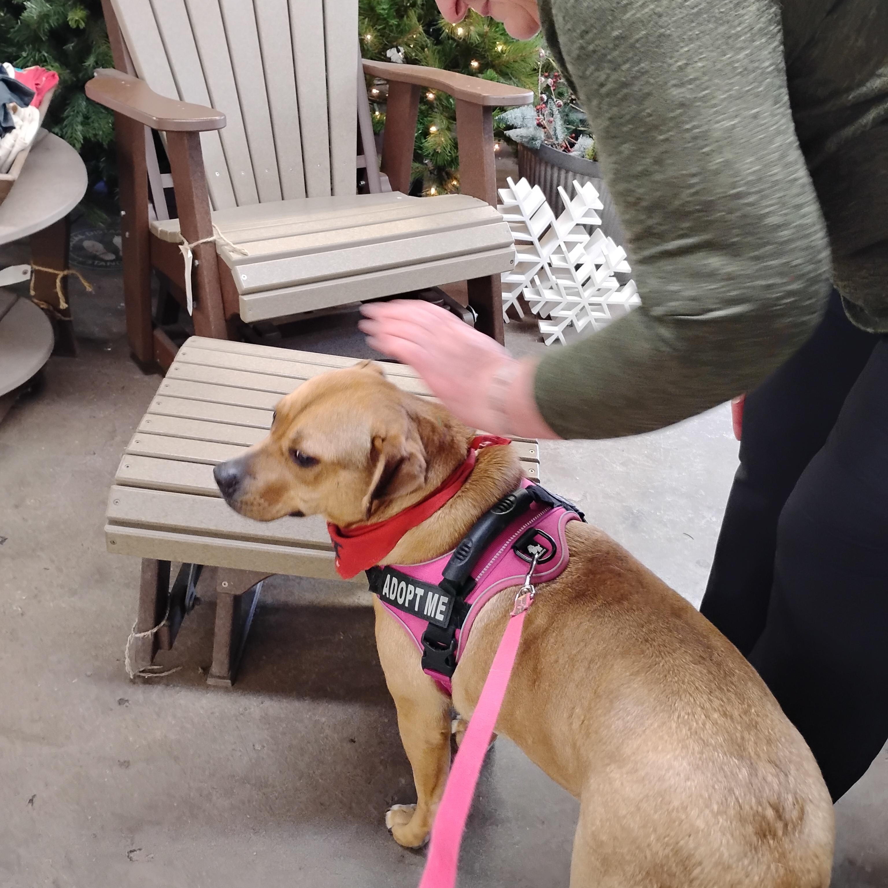 Enlarge LayLa, a Adoptable mixed breed in Omaha, NE image 2/5