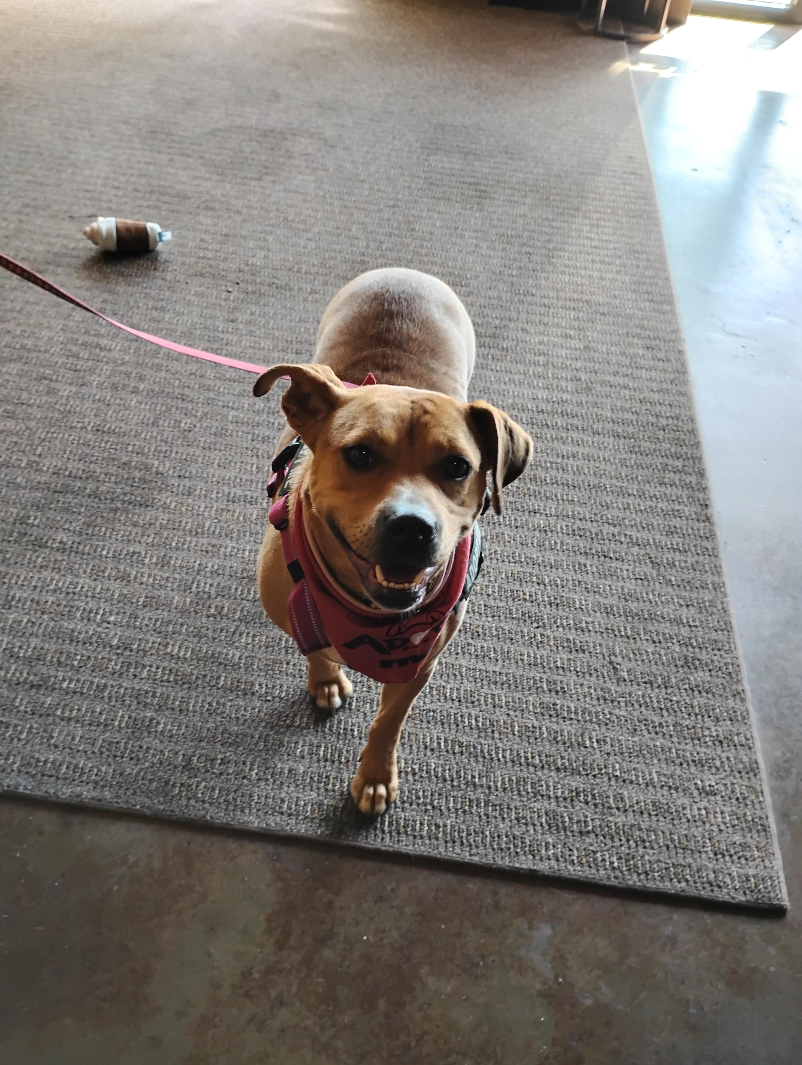 LayLa, an adoptable Black Mouth Cur, Hound in Omaha, NE, 68127 | Photo Image 5