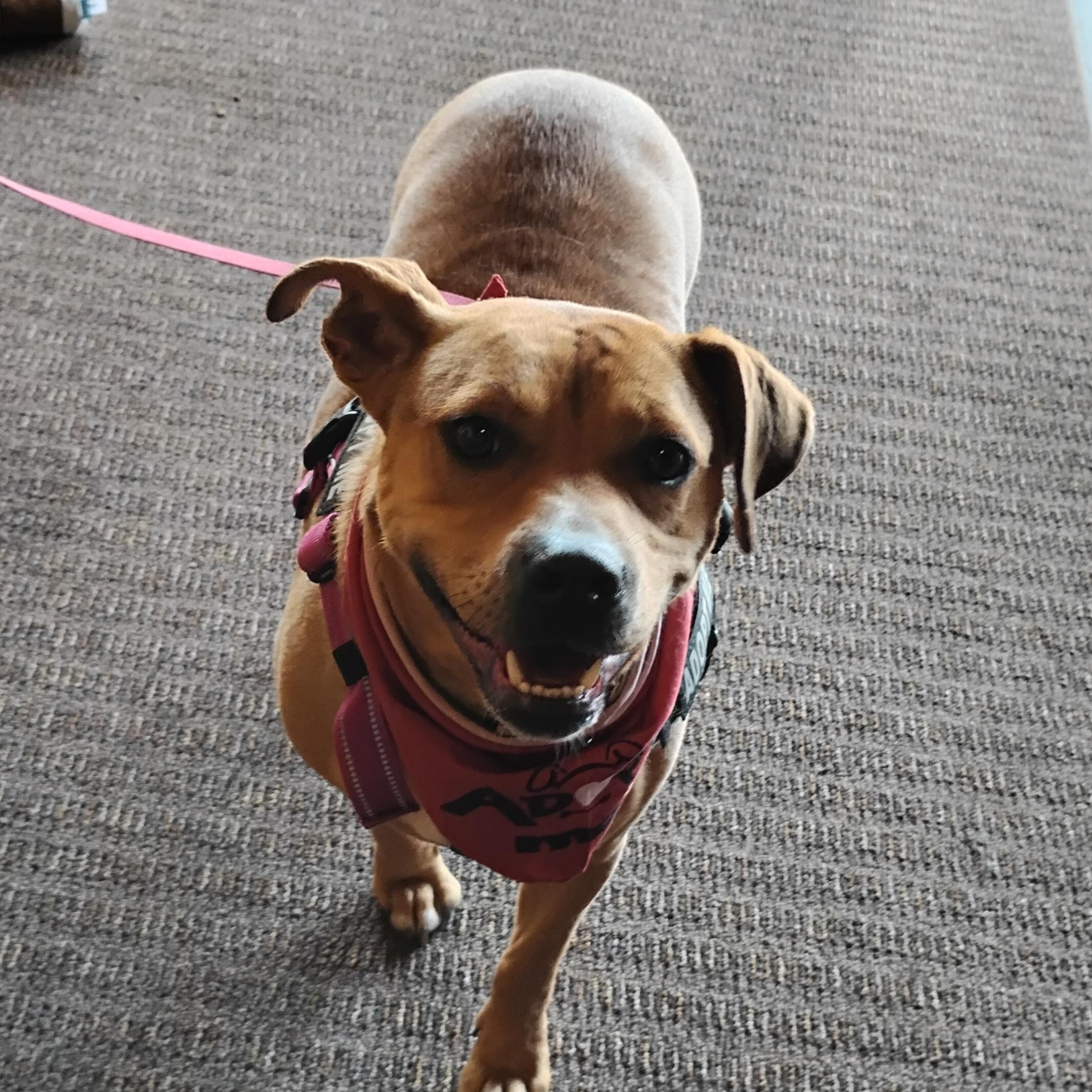 LayLa, a Adoptable mixed breed in Omaha, NE image 4/5