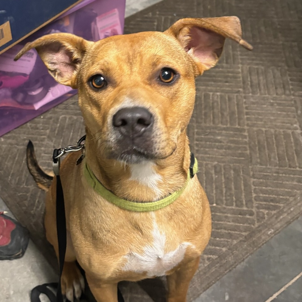 LayLa, a Adoptable mixed breed in Omaha, NE image 5/5