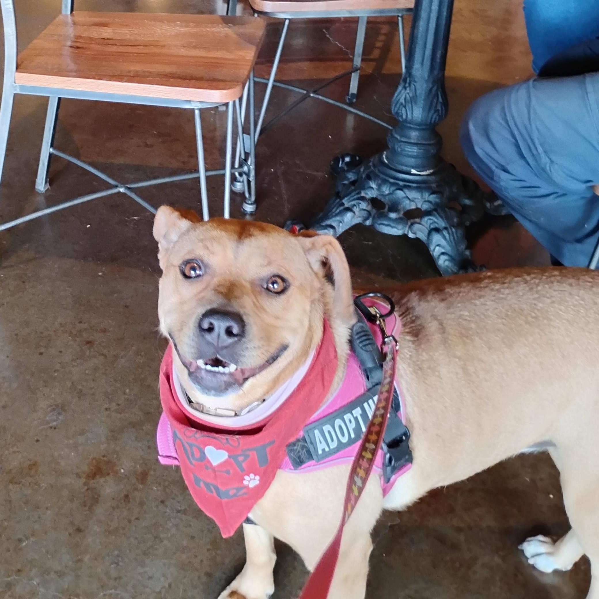 LayLa, a Adoptable mixed breed in Omaha, NE image 1/5